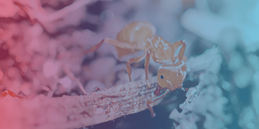 Unraveling the Peculiar Reproduction of Yellow Crazy Ants